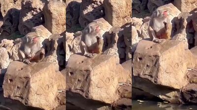 Porn comics bestiality: art of zoo sex video