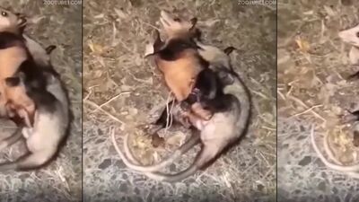 Dog sex porn: zoo transformation sex comics album