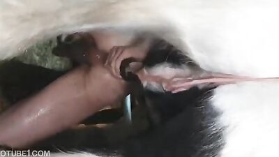 3d bestiality: teen and dog sex stories
