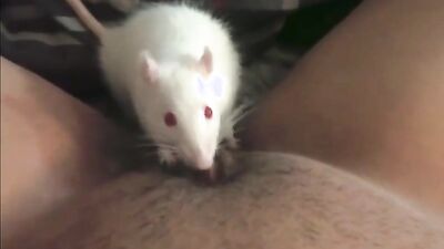Dogs having sex: bestiality zoophilia