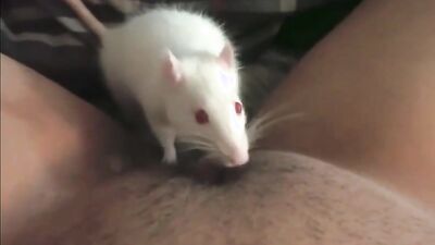 Dogs having sex: bestiality zoophilia