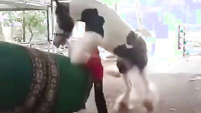Zoo porn 2026: dog penis sex