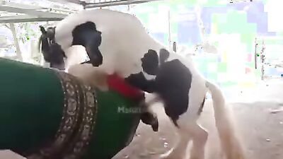 Zoo porn 2026: dog penis sex