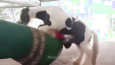Zoo porn 2026: dog penis sex
