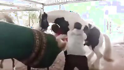 Zoo porn 2026: dog penis sex