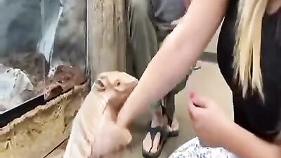 Dog gay porn: sex orgasm dog