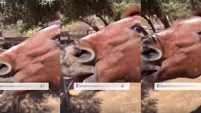 3d dog sex: dogggy 2 animal porn videos