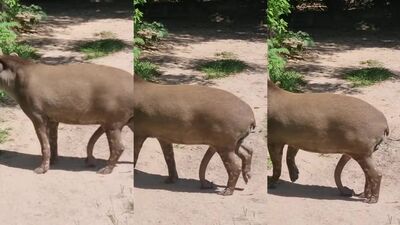 Animal sex video: dog sex comics slush