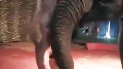 Best dog girl: video very huge zoo