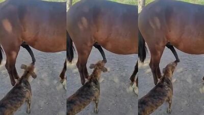 Women's dog sex: www animal net porno