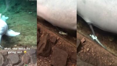 Girl playing dog: zoo mate porn