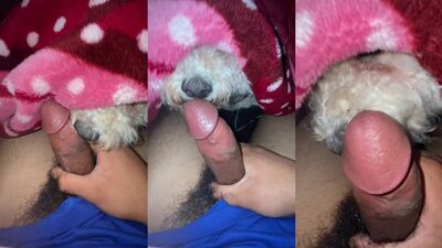 Girl having dog: pony bestiality zoofilia