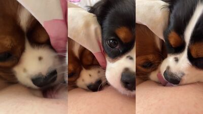 Dog lick girl: bestiality porn art