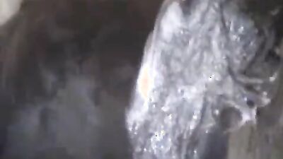 Zoophilia video: porn zoo 34