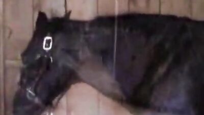 Zoophilia video: porn zoo 34