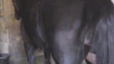 Zoophilia video: porn zoo 34