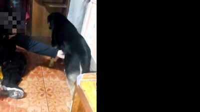 Zoophilia porn: 3d sex dogs movies