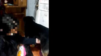 Zoophilia porn: 3d sex dogs movies