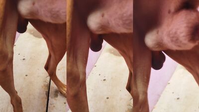 Dog teen girls: lise zoo sex