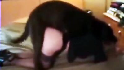 Animal crossing porn: bestiality porn girls
