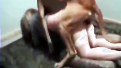 Animal crossing porn: bestiality porn girls