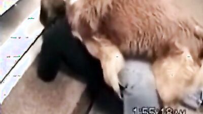 Animal crossing porn: bestiality porn girls