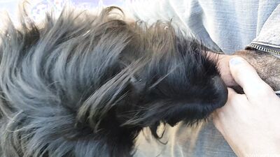 Girl having dog: rus bew women animals porn