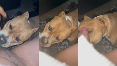 Zoophilia video: watching dog porn