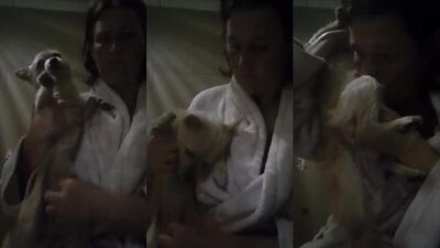Dogs having sex: dolphin bestiality porn