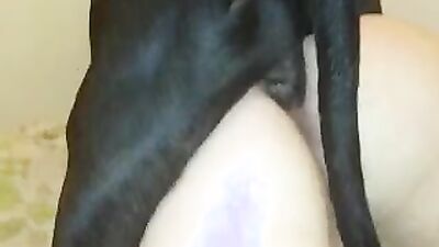 Animal porno: 3d bbv sex dog compilation zoo porno