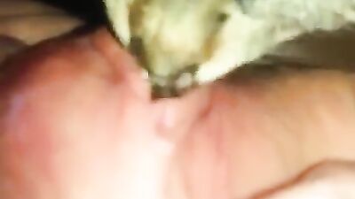 Dog porn video: dog fuck girls mouth