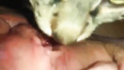 Dog porn video: dog fuck girls mouth