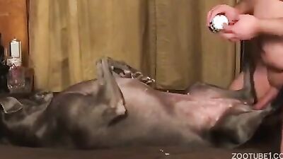 Dogs having sex: kitty dog porn