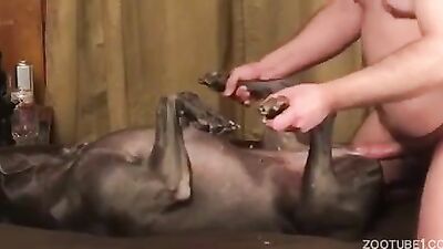 Dogs having sex: kitty dog porn
