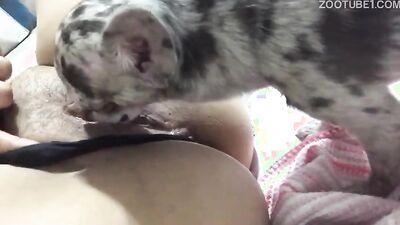 Bestiality: cam video zoo porn