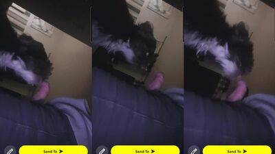 Dog fucking girl: big animal sex