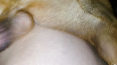 Bestiality porno: girl deepthroat dog