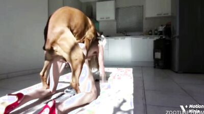 Bestiality hentai: zoo dogs sex girl