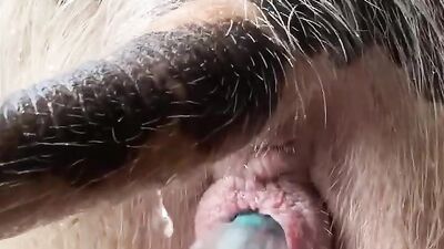 Animal porno: hungarian bestiality porn
