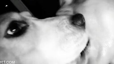 Bestiality sex: zoophilia 18
