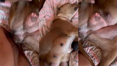 Dog porn video: aoz art of zoo porno