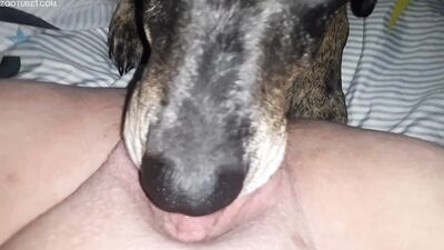 Animal cross porn: dog girl hentai manga