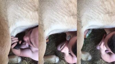 Dog sex porn: bokep sex animal india