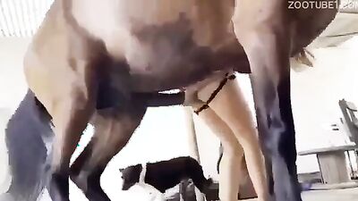 2 dog girl: animal pussy sex