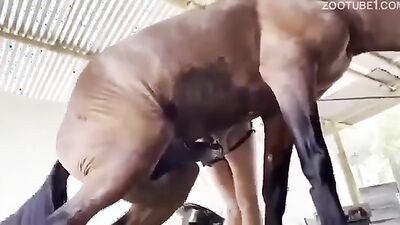 2 dog girl: animal pussy sex
