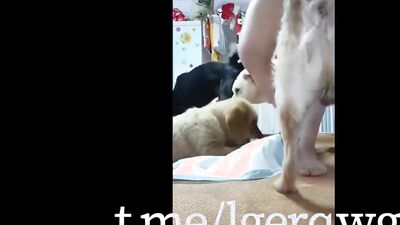 Dog lick girl: zoo porn mon