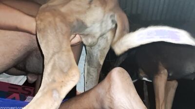 Bestiality porno: top bestiality
