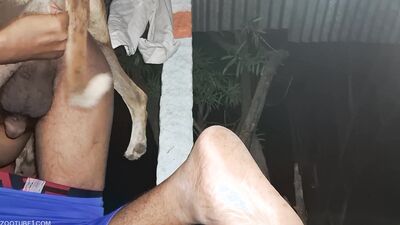 Bestiality porno: top bestiality