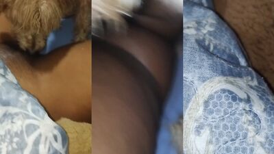 2 dogs 1 girl: 3d zoo sex