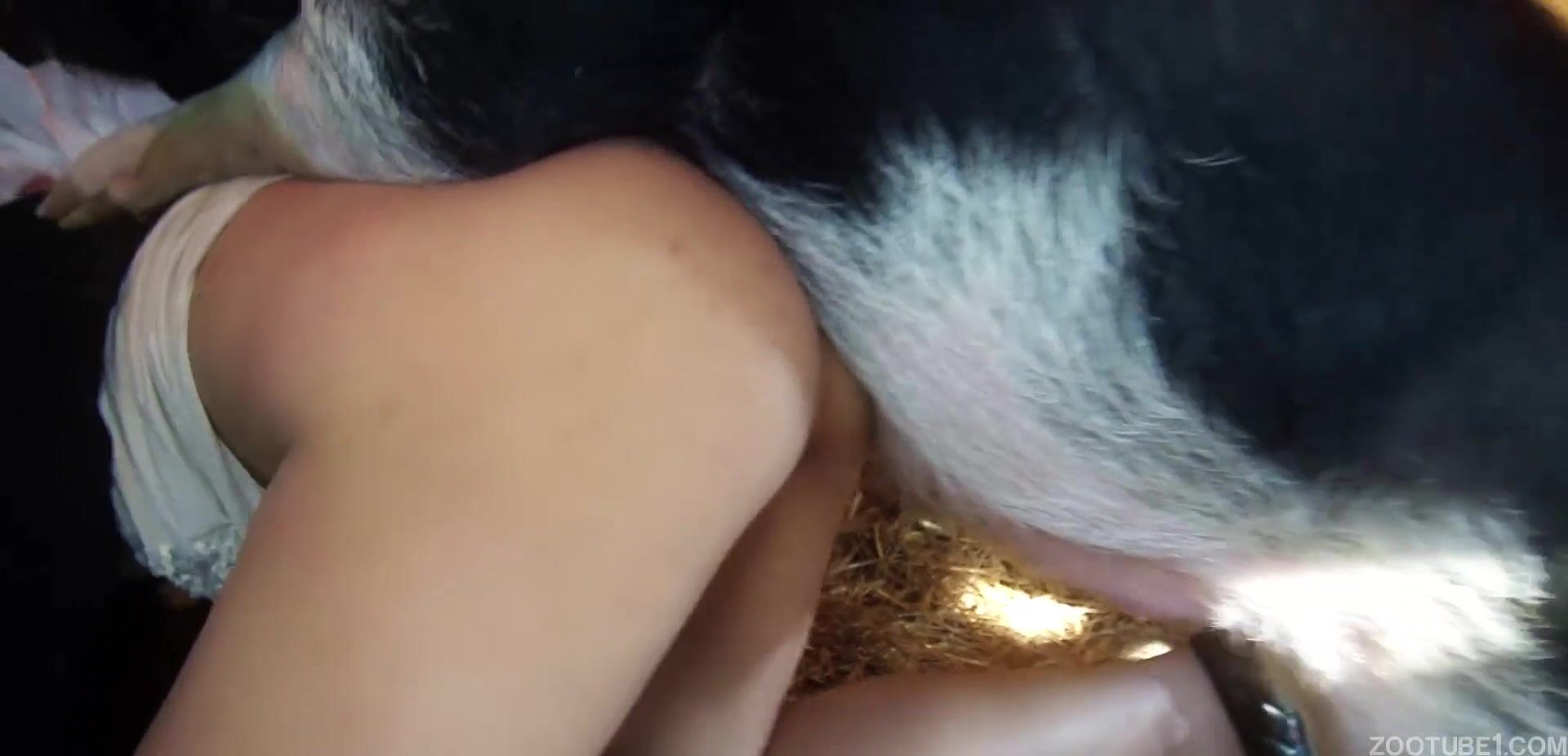 Bestiality: zoophilia animal porn